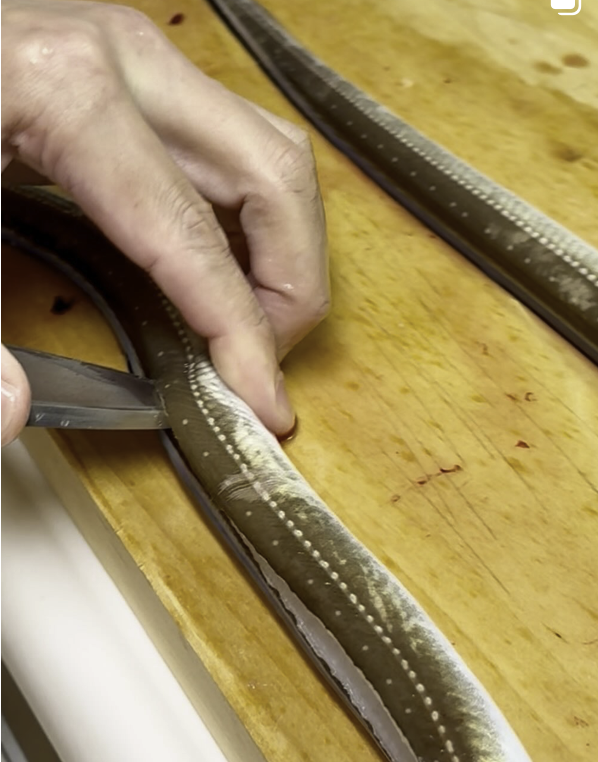 Anago preparation — Superior level at JCMA