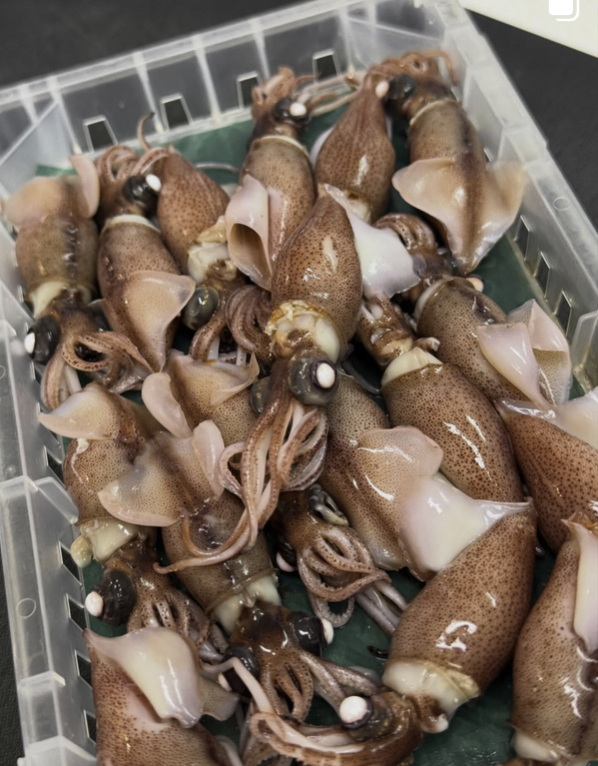 Fresh squid preparation at JCMA