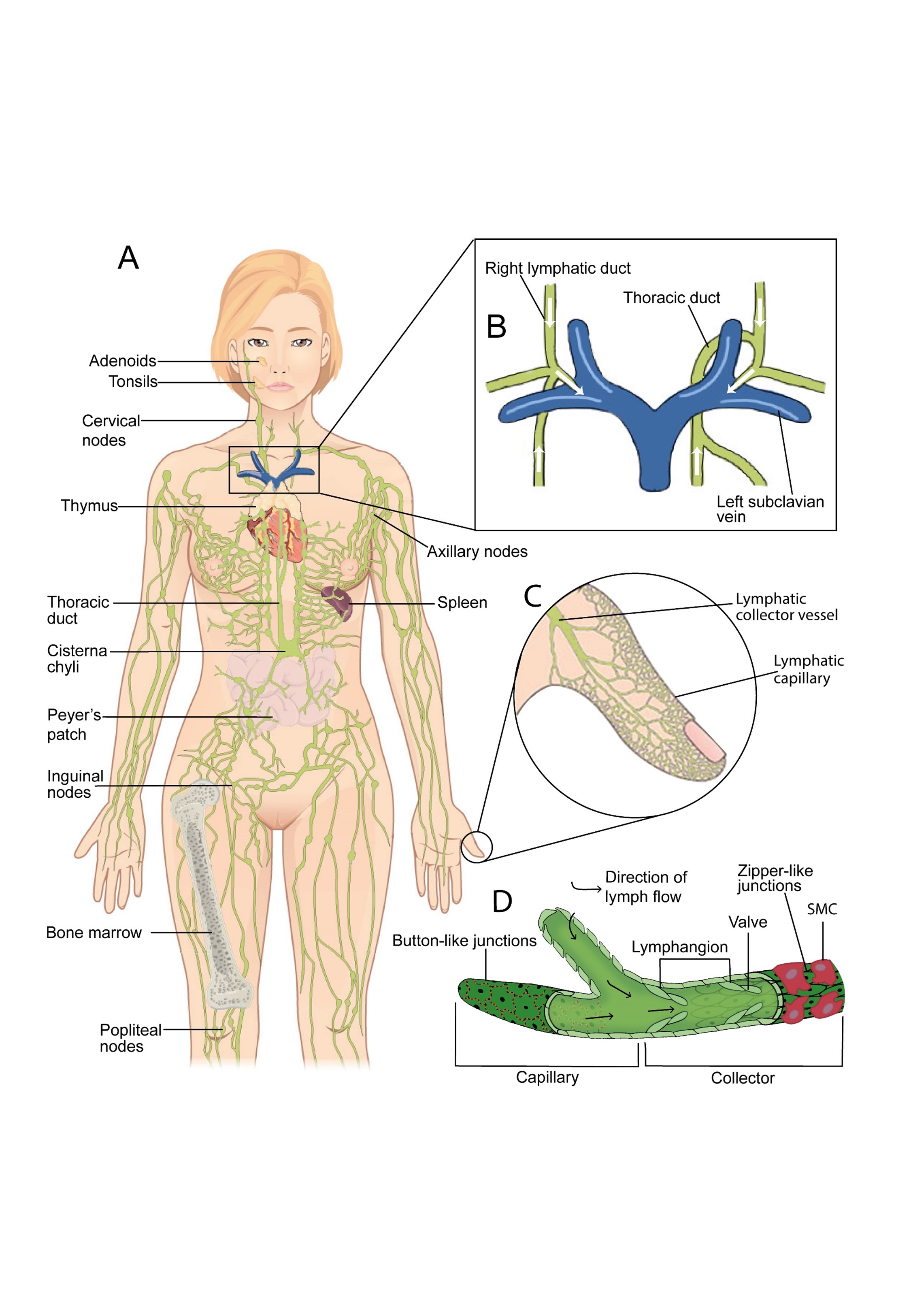 Diagram of the human lymphatic system